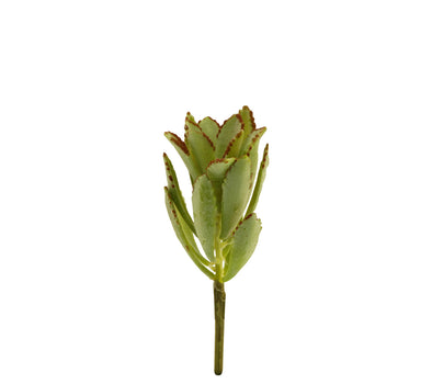 5502-4211, Artificial Succulent Plant Asstd