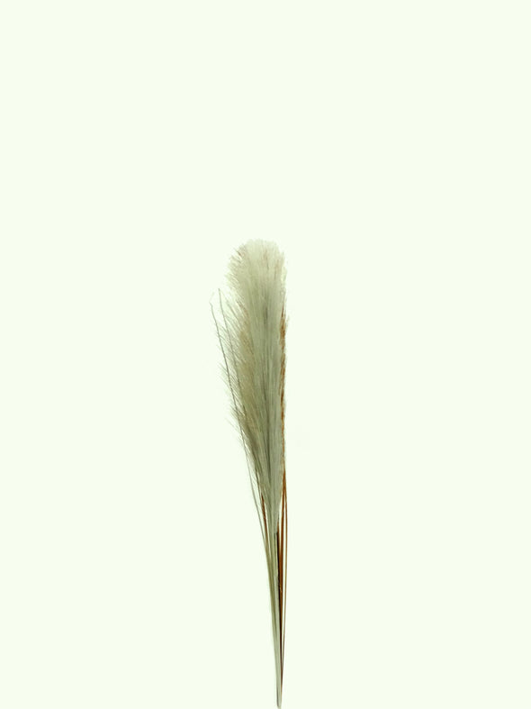 24203, Artificial Pampas Grass-Small -Asstd