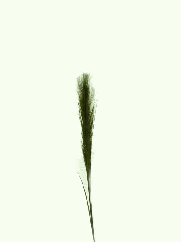 24203, Artificial Pampas Grass-Small -Asstd