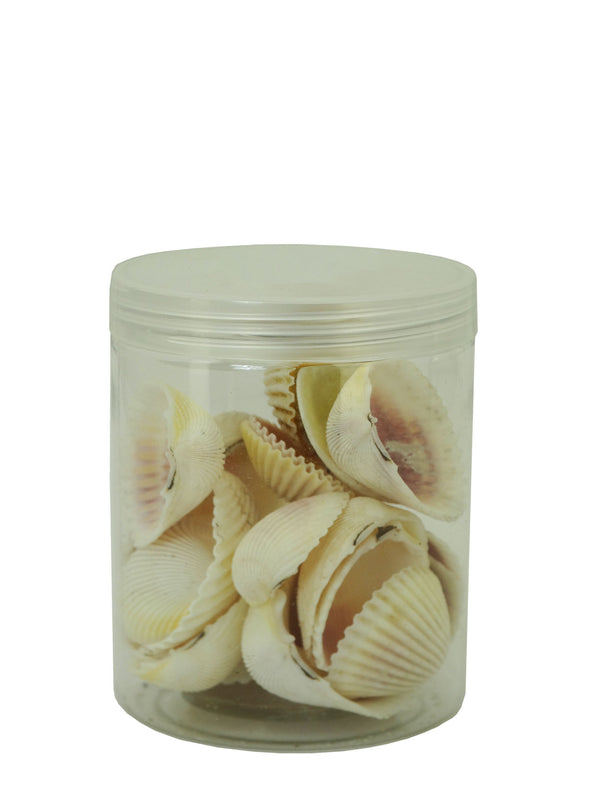 Clam Sea Shells